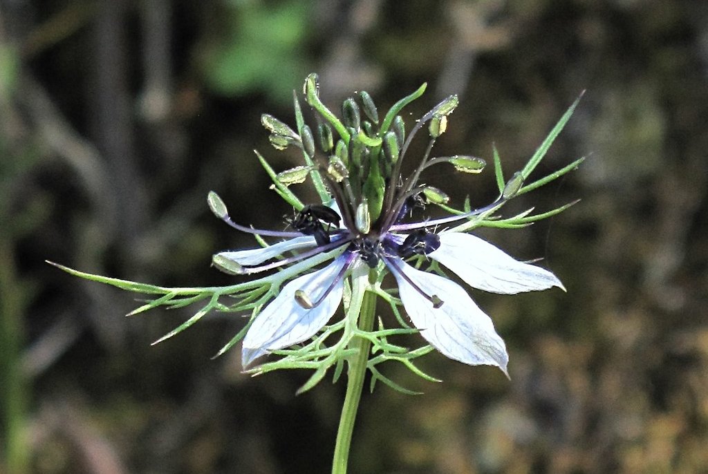Nigella damascena